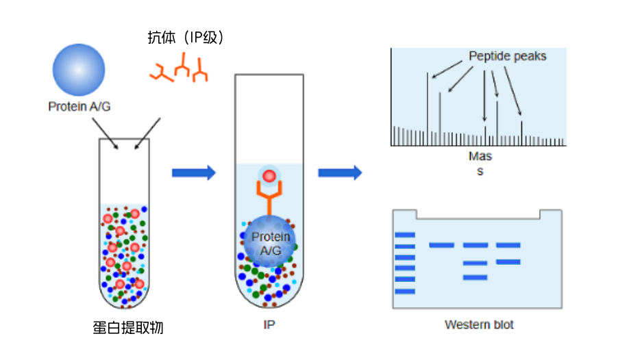 IP CoIP--内图1.png